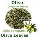 OLIVO Hojas de Olivo ½ oz 6 BOLSAS Hierbas OLIVE Leaf ½ oz Herbs Olea europaea