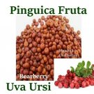 PINGUICA FRUTA semilla Manzanitas 3 LBS UVA URSI Bearberry Hierbas MAYOREO