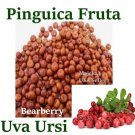 PINGUICA FRUTA y hoja 6 bags semilla fruta UVA URSI FRUIT leaf Hierba Mexicana