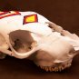 Handcrafted Painted Calf Skull