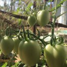 Tomato Solanum lycopersicum ceylon seeds