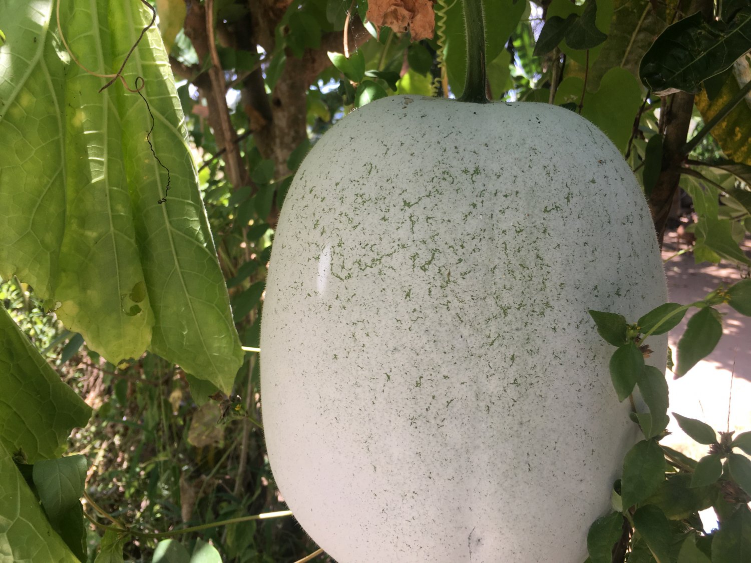 Winter melon 100% natural ash melon Benincasa hispida home grown wax gourd seeds
