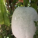 Winter melon 100% natural ash melon Benincasa hispida home grown wax gourd seeds