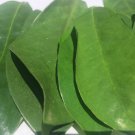 Dried Annona muricata leaves 100% natural soursop leaves