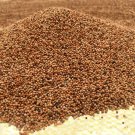 Finger millet seeds 100% natural original Eleusine coracana pure ragi