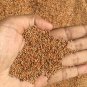 Finger millet seeds 100% natural original Eleusine coracana pure ragi