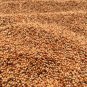 Finger millet seeds 100% natural original Eleusine coracana pure ragi