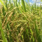 Paddy seeds 100% pure Oryza sativa natural rice seeds organically seeds