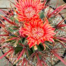 10 Seeds Rare Ferocactus Gracilis, Red Wonderful Spines Fire Barrel Cactus