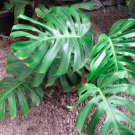 5 Seeds Beautiful Tropical Houseplant Monstera Deliciosa Tauerii Swiss Cheese, Amazing Plant