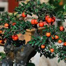 5 Seeds Rare Diospyros Cathayensis, Persimmon Cathay Bonsai Tree Plant