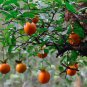 5 Seeds Rare Diospyros Cathayensis, Persimmon Cathay Bonsai Tree Plant