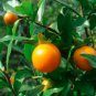 5 Seeds Rare Diospyros Cathayensis, Persimmon Cathay Bonsai Tree Plant