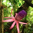 3 Vine Seeds Rare  Passiflora Ambigua Passion Fruit Really Beauty For Collection Flower