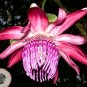 3 Vine Seeds Rare  Passiflora Ambigua Passion Fruit Really Beauty For Collection Flower