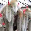 10 seeds Hildewintera Colademononis, Beautiful Stunning Monkey Tail Cactus With Red Flowers