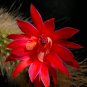 10 seeds Hildewintera Colademononis, Beautiful Stunning Monkey Tail Cactus With Red Flowers