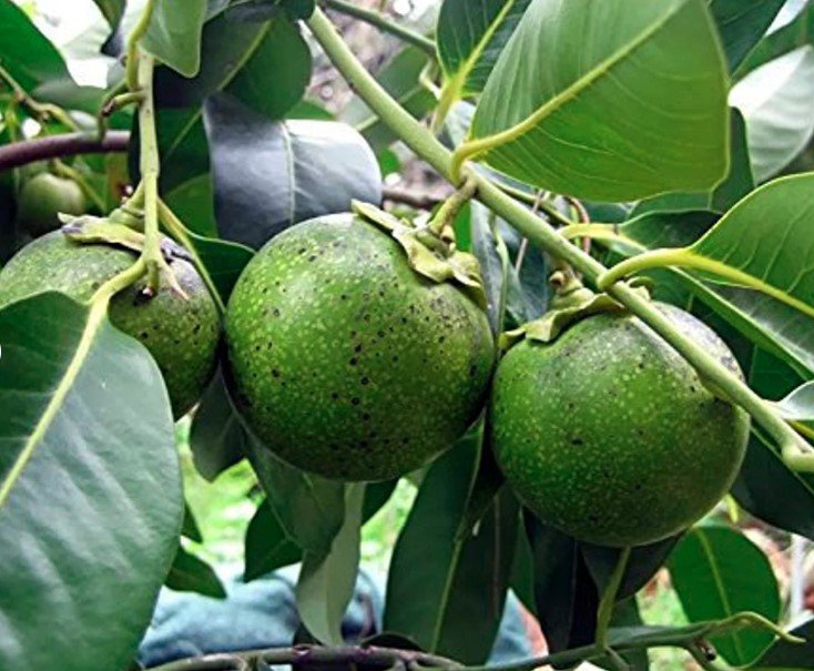 5 Seeds Rare Diospyros Digyna Black Sapote Persimmon Chocolate Pudding Fruit