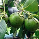 5 Seeds Rare Diospyros Digyna Black Sapote Persimmon Chocolate Pudding Fruit