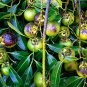 5 Seeds Rare Diospyros Digyna Black Sapote Persimmon Chocolate Pudding Fruit