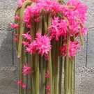 5 Seeds Aporocactus Flagelliformis, Disocactus Flagelliformis, Pink Flowers Stunning Rat Tail Cactus