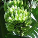 10 Musa Balbisiana Gigantea Fruit Seeds - Wild Cultivar India Bhimkol Banana For Your Garden Home