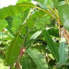 20 Musa Ochracea Seeds, Tropic Look Plant Tree For Beautiful Garden Home