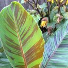 5 Musa Sikkimensis Red Tiger Plant Seeds, Darjeeling Banana, Forest Look Beautiful Garden Home