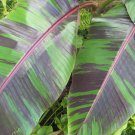 10 Musa Sikkimensis Red Tiger Tree Seeds, Cold Hardy Darjeeling Banana Plant Sikkim Garden