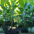 10 Musa Balbisiana Atia Black Tree Seeds, Cold Hardy Thai Banana Fruit, Tropic Beautiful Garden
