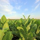 Burley (Nicotiana tabacum) 1000 BURLEY TOBACCO SEEDS