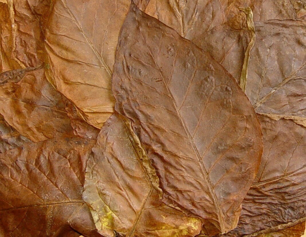 The packet contains 200+ seeds, providing you with a good number of seeds your tobacco plants.
