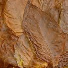 The packet contains 200+ seeds, providing you with a good number of seeds your tobacco plants.