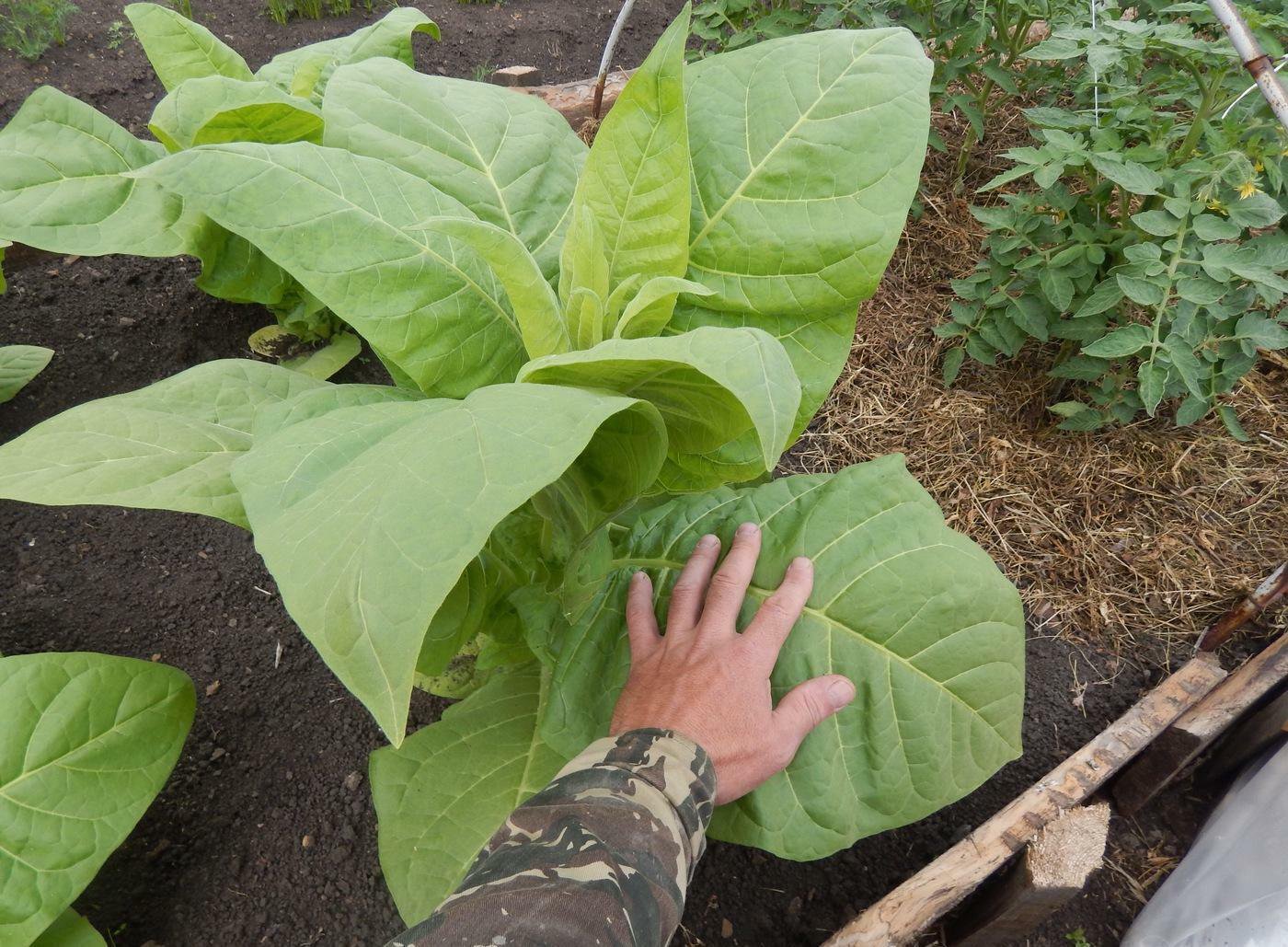 Mentioned is for Virginia Giant Big Leaf Cigar Tobacco seeds