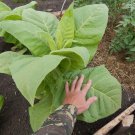 Mentioned is for Virginia Giant Big Leaf Cigar Tobacco seeds