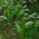 Virginia Gold Tobacco seeds in a quantity of 1000 seeds