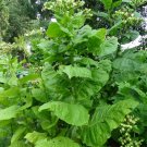 packet contains 2000 seeds Black Mammoth Tobacco