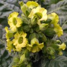 offers 1000+ seeds of Ceremonial Indian Tobacco, providing you with a sufficient