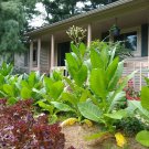 Michigan-grown tobacco seeds that are organic 1000 seeds