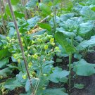Hopi Indian Ceremonial Tobacco 2000 seeds