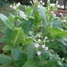 Shirazi Turkish-Persian Aromatic Tobacco 500 seeds