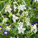White 'Grandiflora' Tobacco seeds are known for their fast germination 100 Seeds