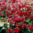 Nicotiana alata also known as flowering tobacco