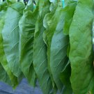 packet of Hickory Prior Tobacco seeds 2000