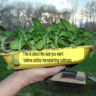 (1000) BUY 2 GET 1 FREE Tobacco seeds Wisconsin 901 big leaf organically grown
