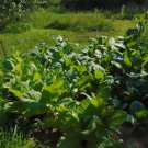 purchasing Hickory Pryor Tobacco seeds (1000)