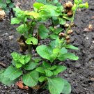100 Nicotiana rustica seeds Aztec Tobacco