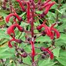 obacco or Tabaco del Diablo 30 seeds