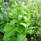 Turkish Black Sea Basma tobacco Basma tobacco is highly regarded for its aroma and flavor 1000 SEEDS