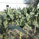 Yellow Twist tobacco seeds typically germinate within 500 seeds